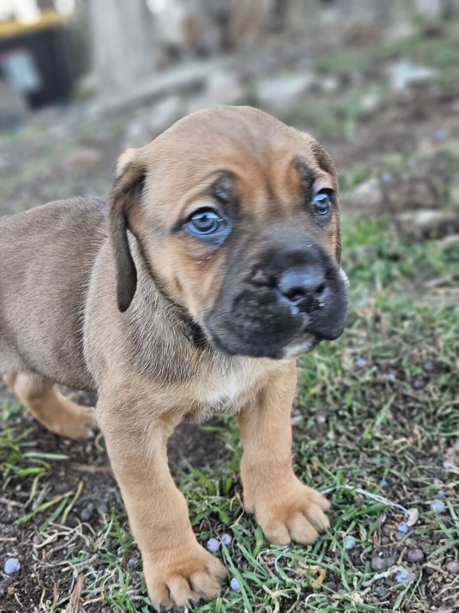 Cutest cane corso puppies