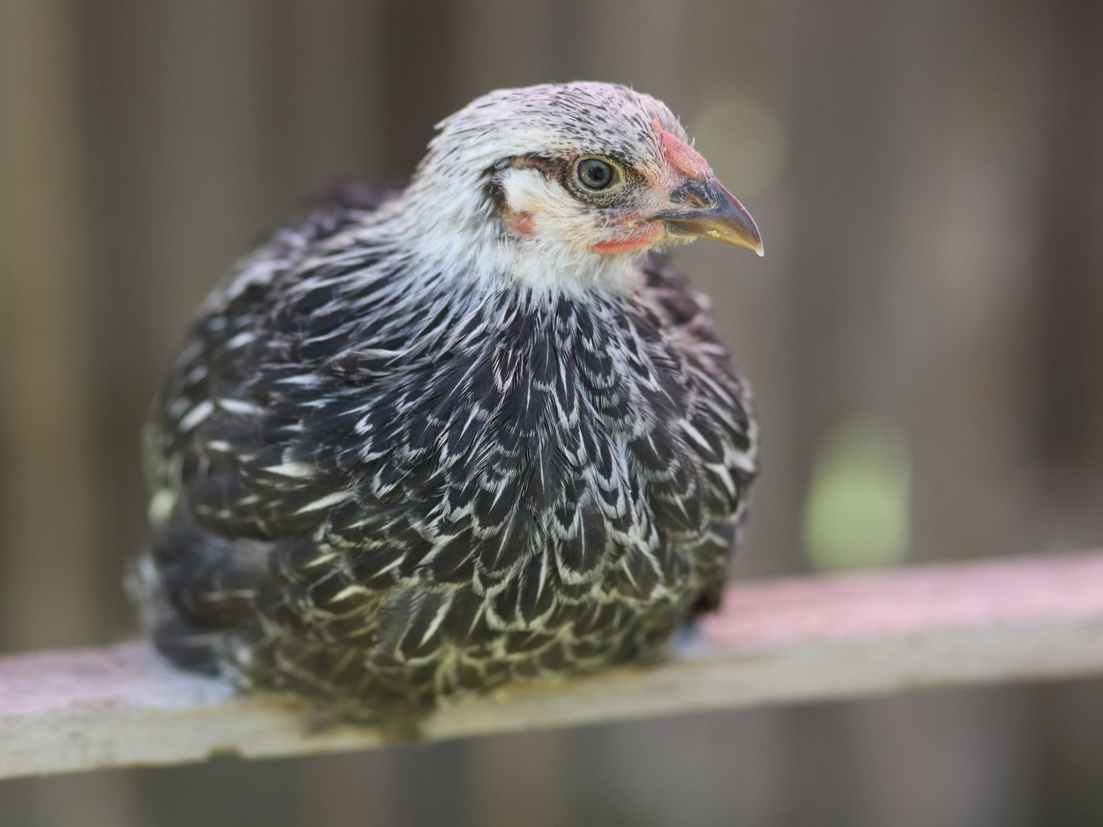 Two silver laced wyandotte pullets (baby hen-female chicken)