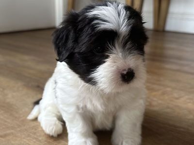 Coton De Tulear Puppies