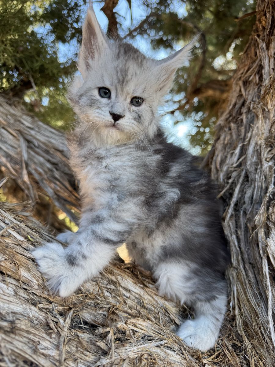 Maine Coon Kittens