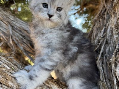 Maine Coon Kittens