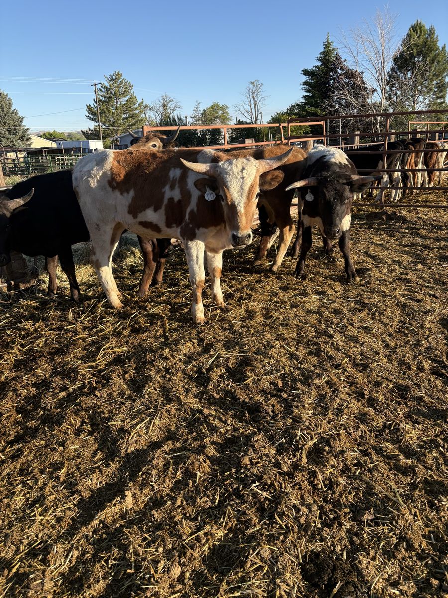 5 rope steers
