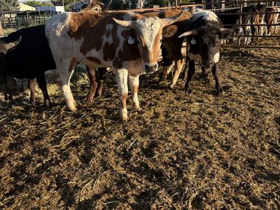 5 rope steers