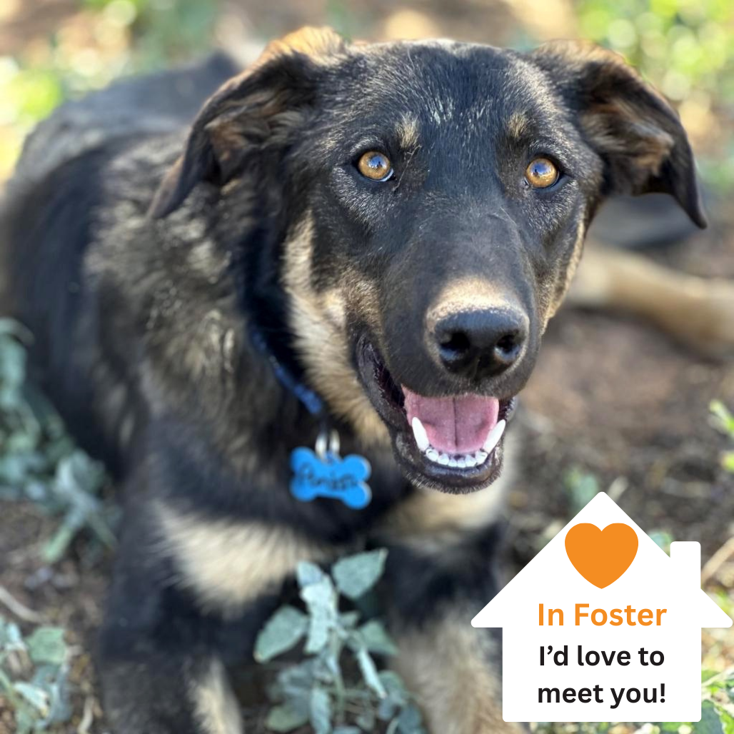 Hello my name is Pandora