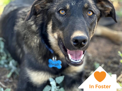 Hello my name is Pandora