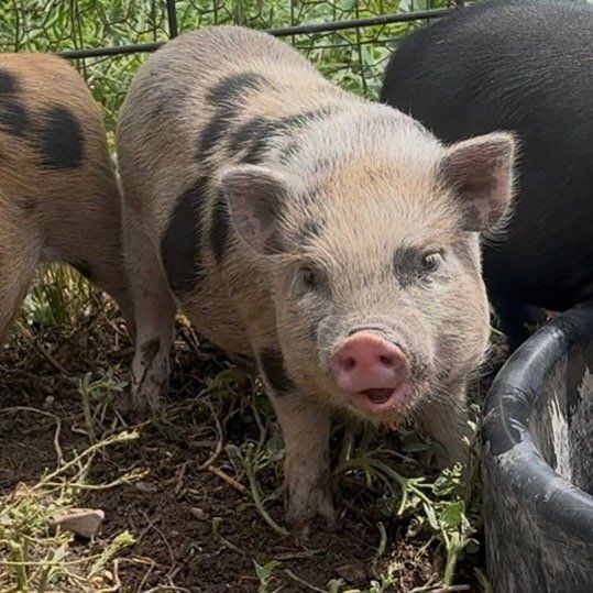 Baby Mini Pig Piglets for sale.  Juliana/Potbelly mix