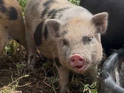 Baby Mini Pig Piglets for sale. Juliana/Potbelly mix