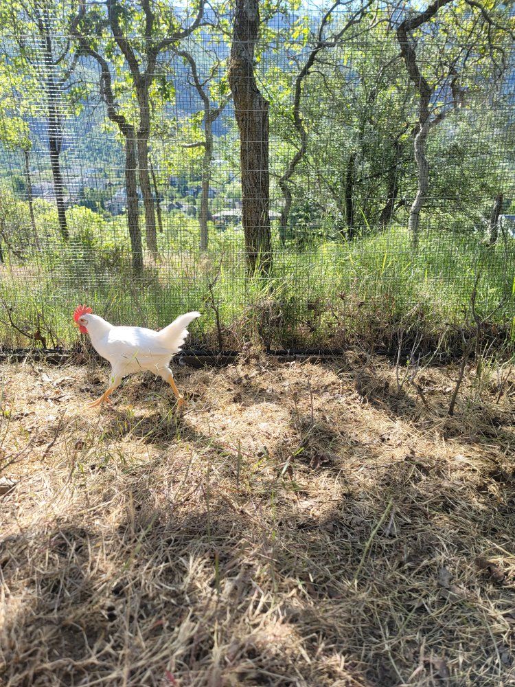 free Rooster