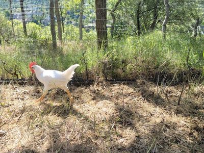 free Rooster