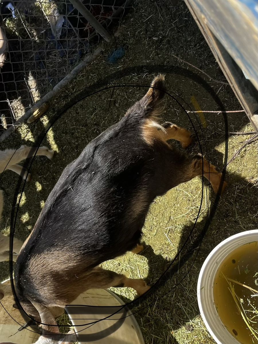 Goat for Sale - Healthy, Well-Fed Livestock Animal