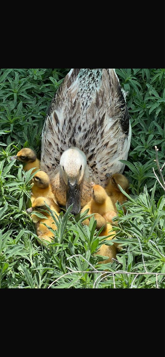 Welsh Harlequin Ducklings