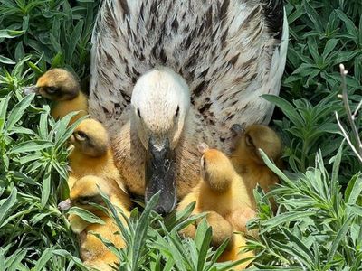Welsh Harlequin Ducklings