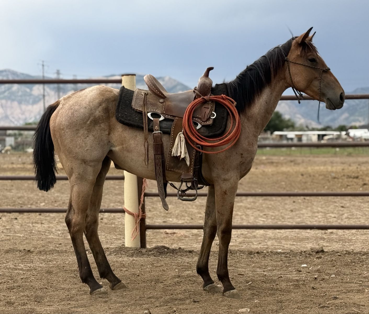 Goodbye Lane Filly