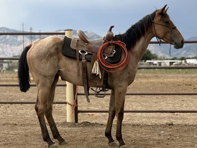 Goodbye Lane Filly