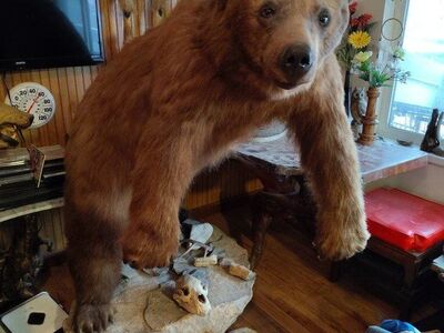Large Brown Bear & Cub Taxidermy