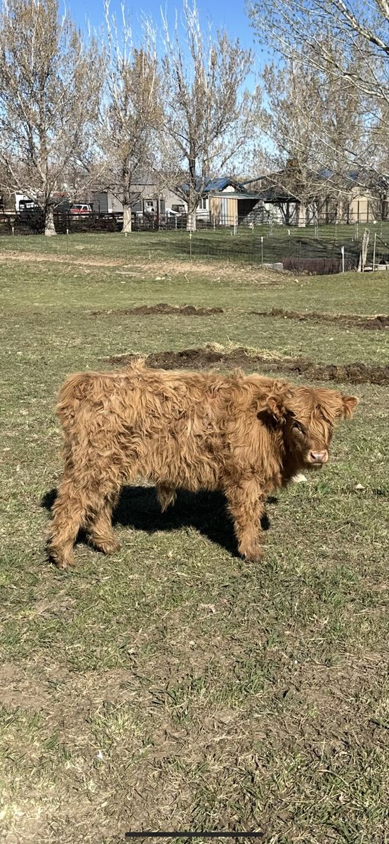 Purebred Highland Bull Calf