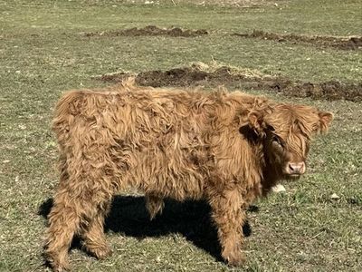 Purebred Highland Bull Calf