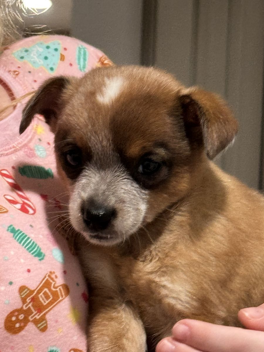 HEELERS (MINI) ONLY 1 PUP LEFT!!! 1 RED MALE, GOING TO NEPHI 26 THIS SUNDAY CAN BRING