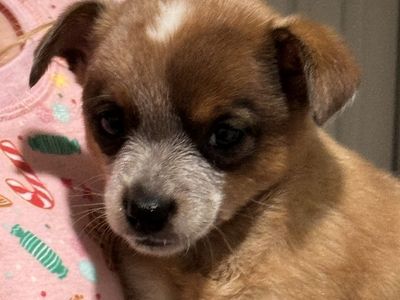 HEELERS (MINI) ONLY 1 PUP LEFT!!! 1 RED MALE, GOING TO NEPHI 26 THIS SUNDAY CAN BRING