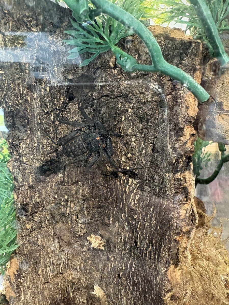 Tailless Whip Scorpion with Enclosure - Live Pet Invertebrate