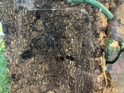Tailless Whip Scorpion with Enclosure - Live Pet Invertebrate