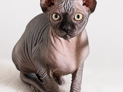 Sphynx kitten