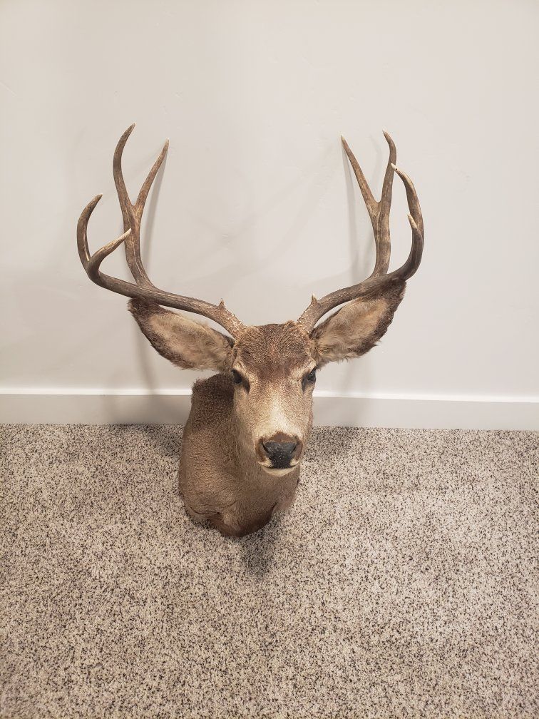 Mule Deer Buck Taxidermy Shoulder Mount - Large Antlers, Excellent Condition