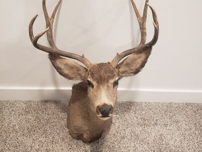 Mule Deer Buck Taxidermy Shoulder Mount - Large Antlers, Excellent Condition