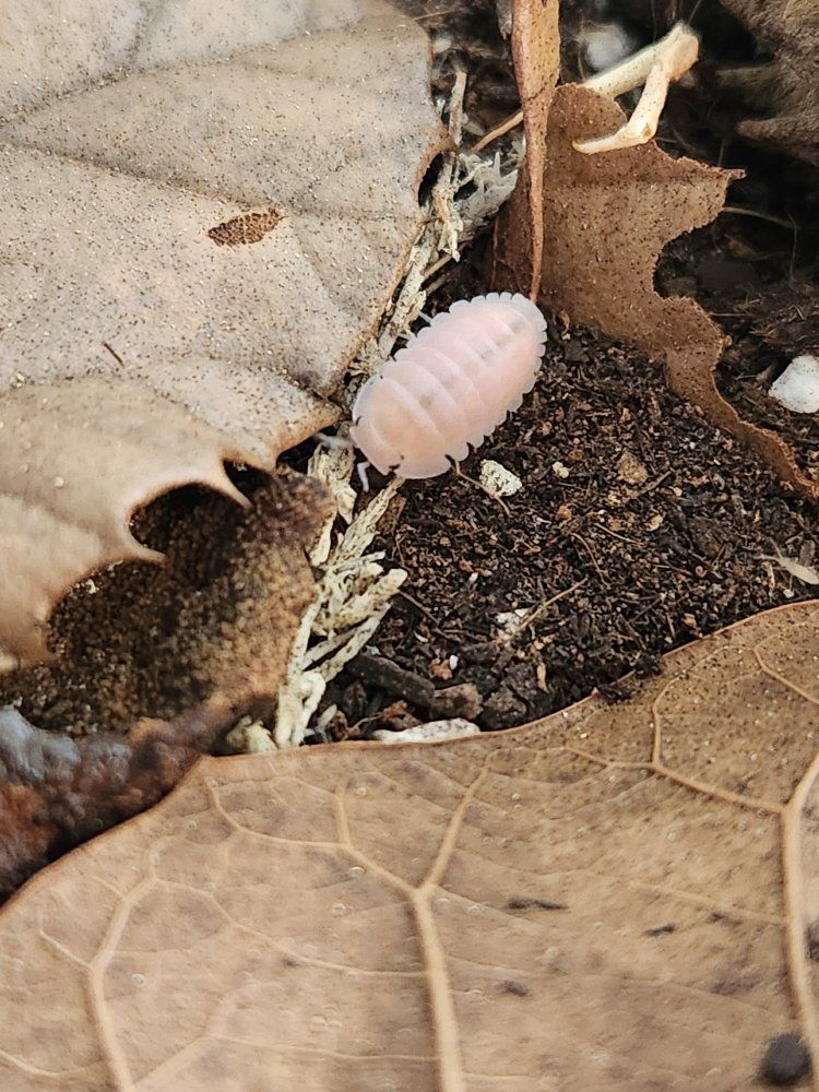 Cubaris Cherry Blossom Isopods