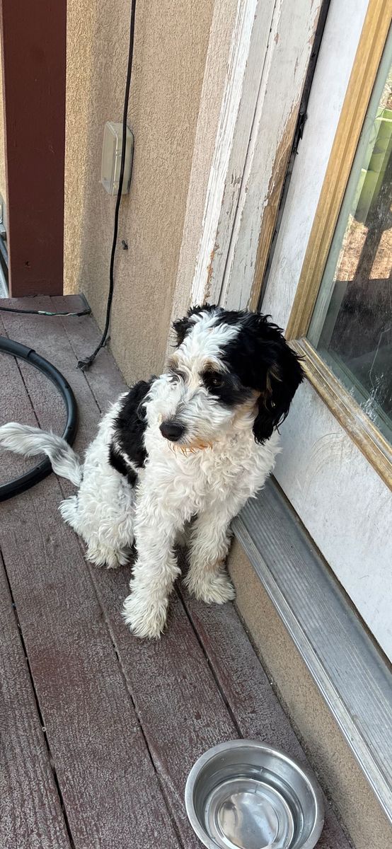 Mini Bernedoodle