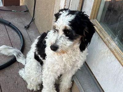 Mini Bernedoodle