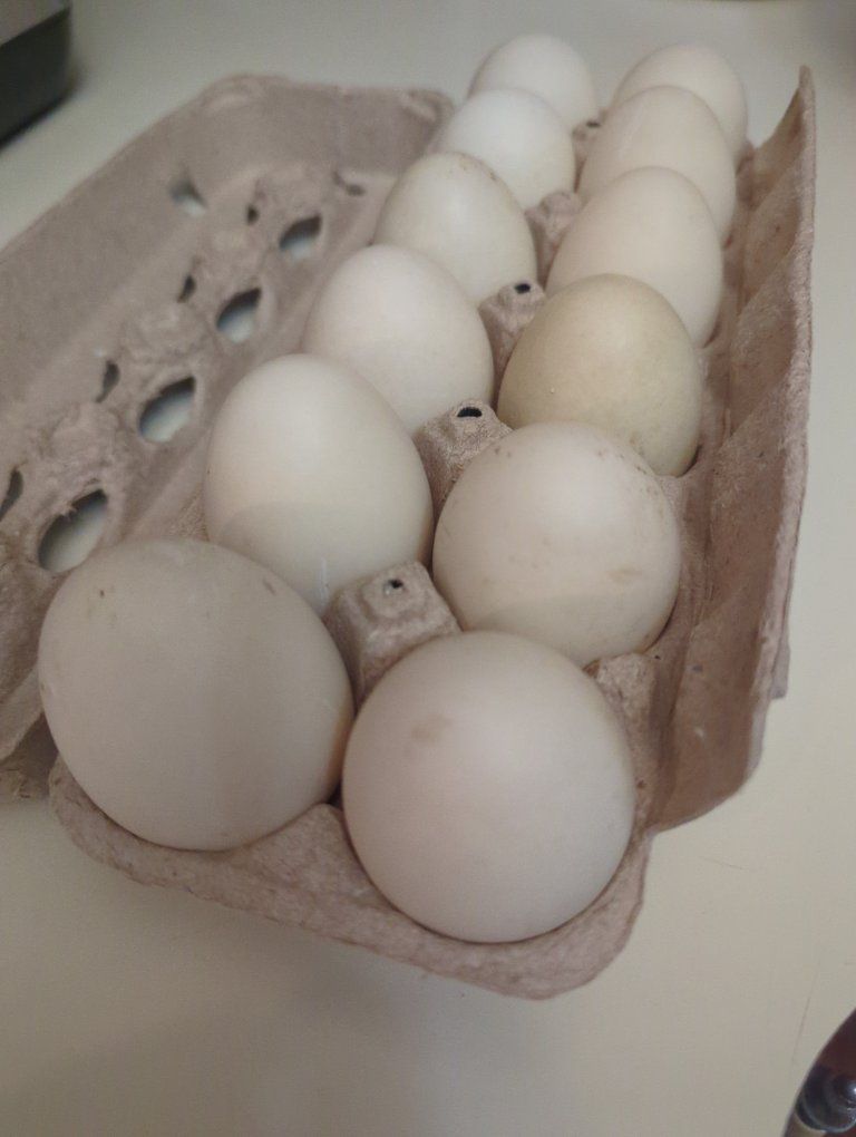 Fresh Unwashed Free Range Duck Eggs