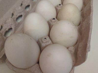 Fresh Unwashed Free Range Duck Eggs