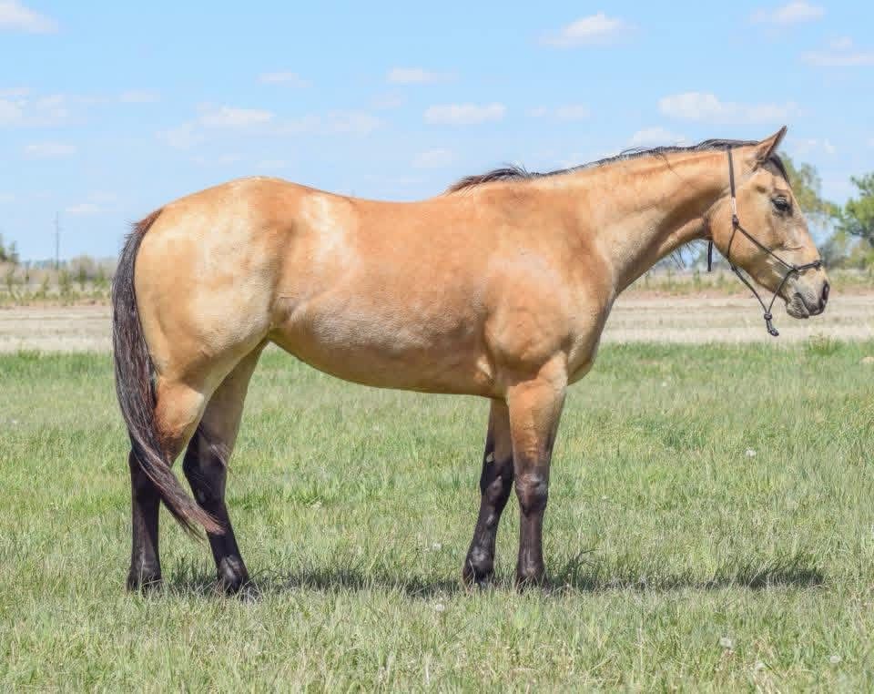 “Badger Creek Drama” – 2023 AQHA buckskin mare