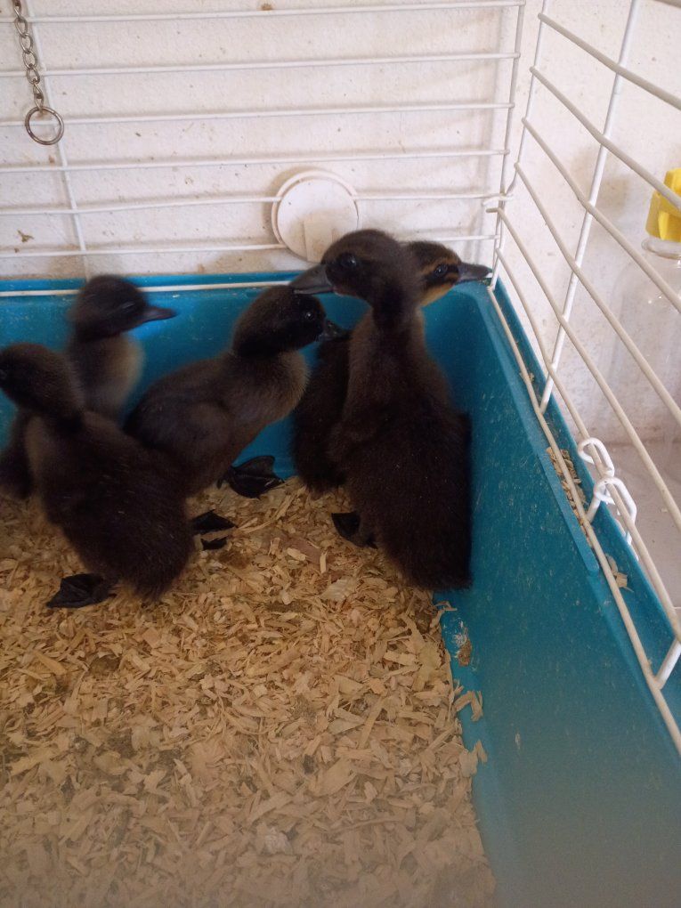 Ducklings