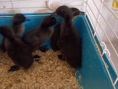 Ducklings