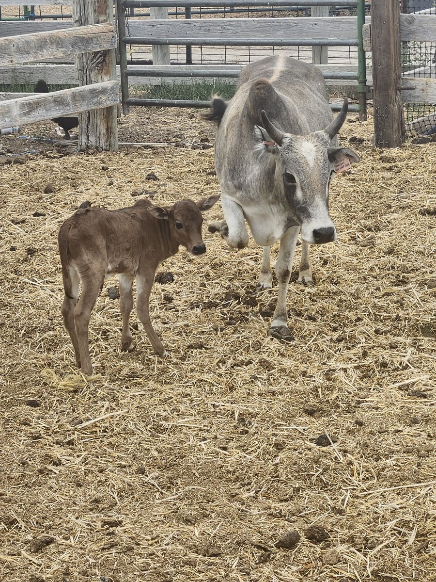 Mini Zebu cows,bulls