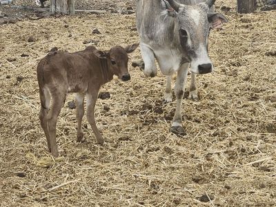 Mini Zebu cows,bulls
