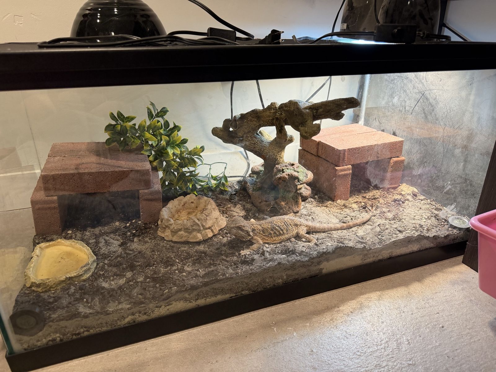 Female Bearded Dragon