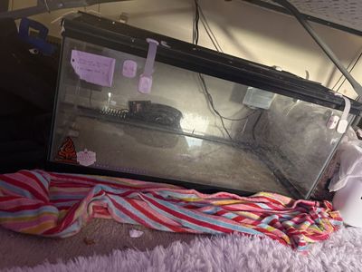 40 gal breeder can hold water
