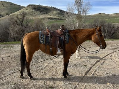 AQHA Dun Mare