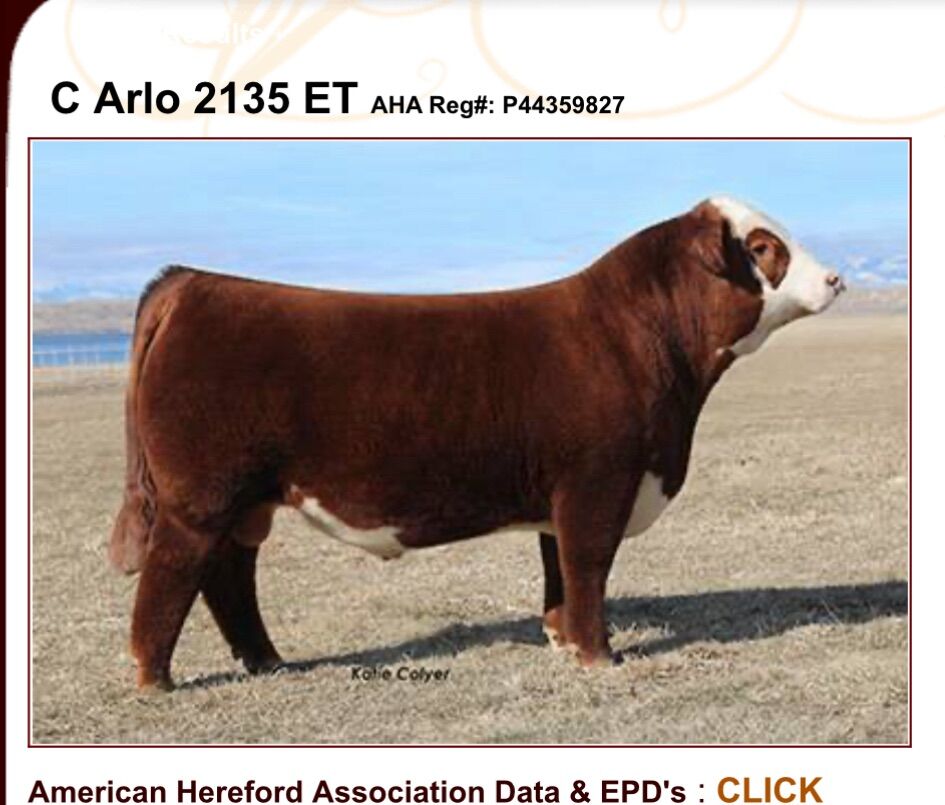 Hereford Embryos