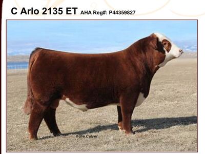 Hereford Embryos
