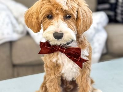 No Curl, FF, ALL CLEAR, Tuxedo Goldendoodle Stud
