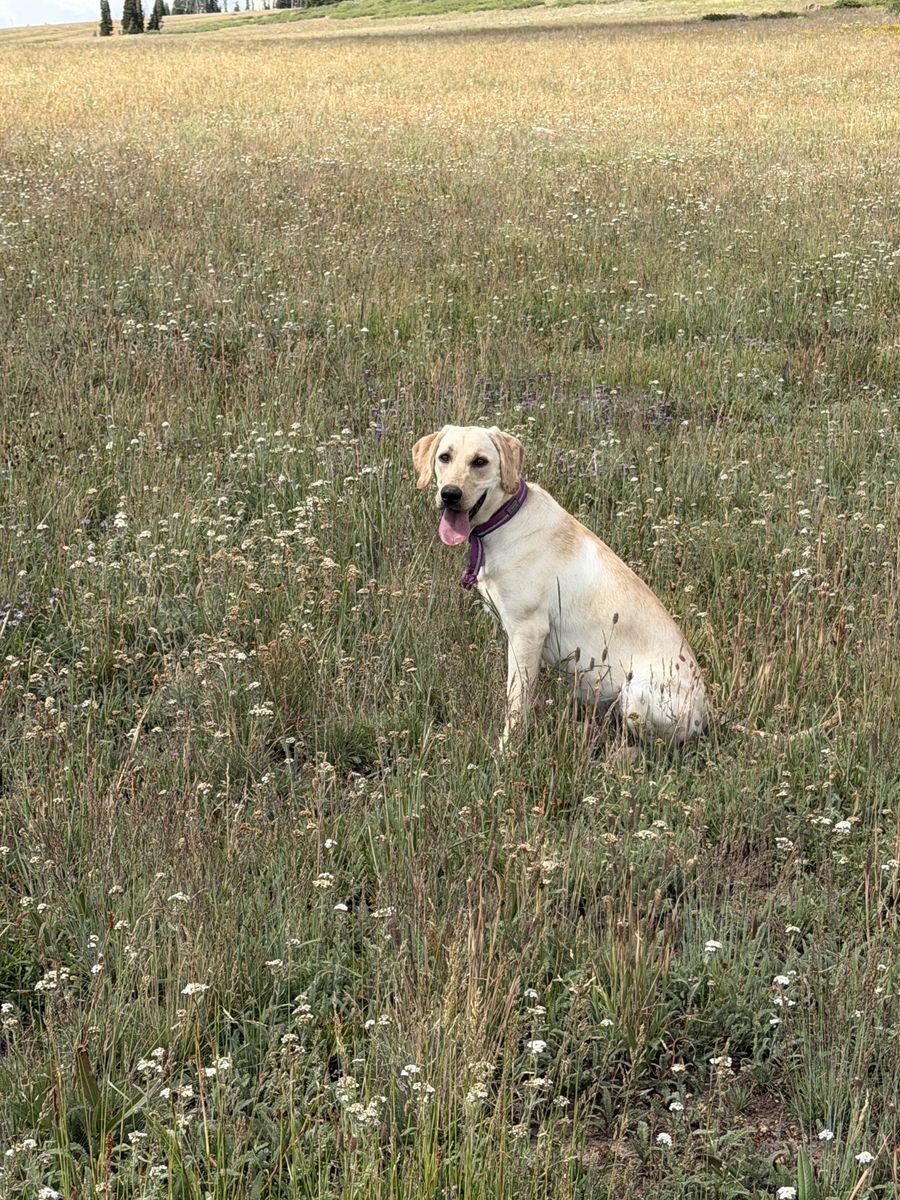 AKC Yellow Labrador Retriever – Female – Trained