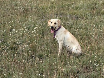 AKC Yellow Labrador Retriever – Female – Trained