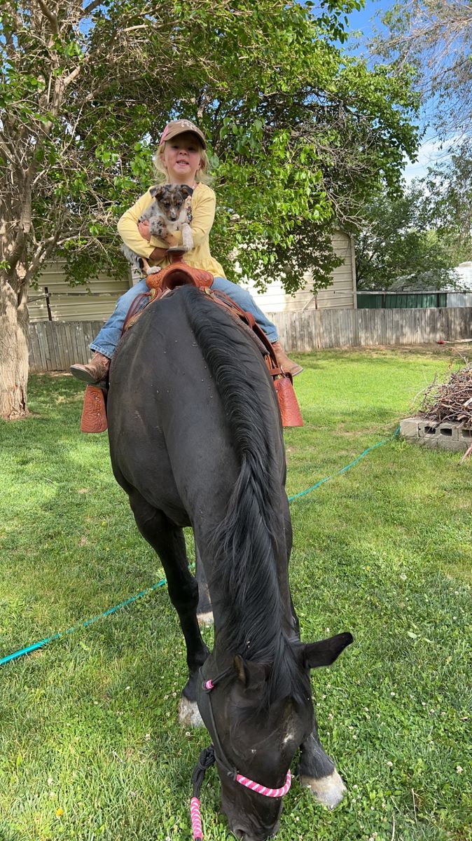 Kid horse