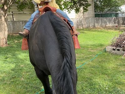 Kid horse