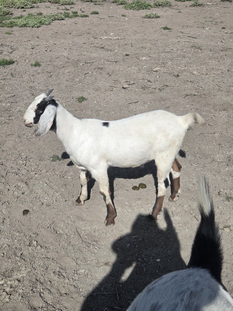 Young Wether Goat