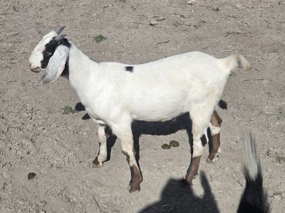 Young Wether Goat